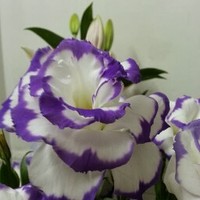 Profile Picture of Andrew Yung (@andrew-yung-4) on Quora