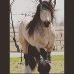 Profile Picture of Danielle Rae Eisemann (@d.eisemann) on Instagram