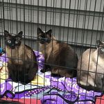 Profile Picture of Patrick Kevin Emily Lannon (@patrickkevinemily) on Instagram