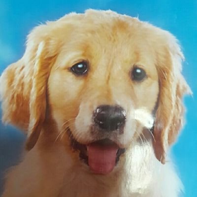 Tara Maharaj Maywalal - Twitter Profile Picture of Tara Maharaj Maywalal (@TMaywalal) on Twitter