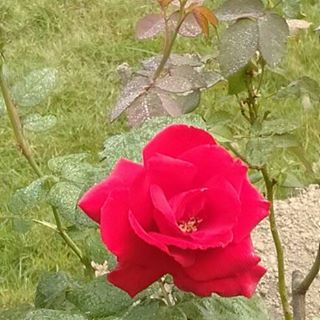 Profile Picture of Amit Gurung (@Amit-Gurung) on Facebook