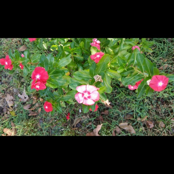 Profile Picture of Ariel Dunn (@arieldunn) on Poshmark