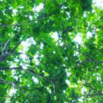 Lalitha Jonnalagadda - Instagram Profile Picture of Lalitha Jonnalagadda (@jonnalagaddalalitha) on Instagram