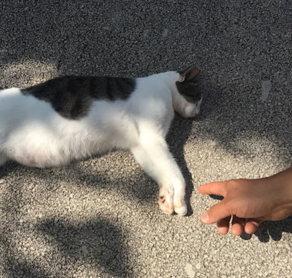 Chinami Matsuzawa - Poshmark Profile Picture of Chinami Matsuzawa (@gonmaytaro) on Poshmark