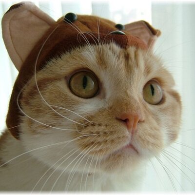 Profile Picture of LiuPeng (@LiuPeng330) on Twitter