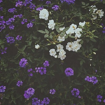 Profile Picture of Jolly (@Al41064569) on Twitter