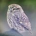 Profile Picture of Sue Sharples (@Sue-Sharples) on Facebook