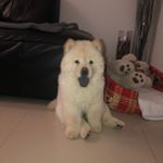 Profile Picture of Benny_chow (@benny_chowchow) on Instagram