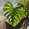 Profile Picture of Matthew Barbee (@@ipeeinmyplants) on Tiktok