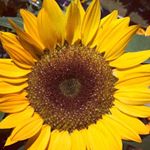 Profile Picture of Sam Stallone (@samsspamfamm) on Instagram