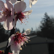 Profile Picture of Drew Mason (@sum0sound) on Youtube