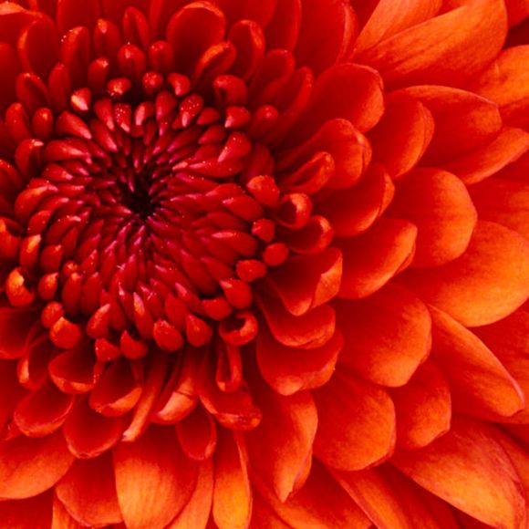 Profile Picture of Harley Salts (@miss_salts) on Poshmark