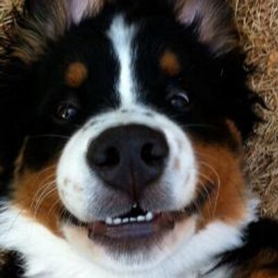 Kyle Barraclough - Twitter Profile Picture of Kyle Barraclough (@trollzilla1989) on Twitter