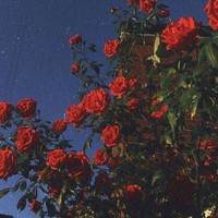 Profile Picture of Dani Dobosu (@dani-dobosu-1) on Quora