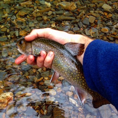 Profile Picture of Cory McKinley Ellis (@Not_Cory_Ellis) on Twitter