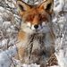 Profile Picture of Ivan Perry (@greyhound1490) on Pinterest