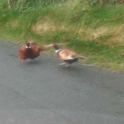 Profile Picture of Jonathan Bradshaw (@JonBradshaw) on Twitter