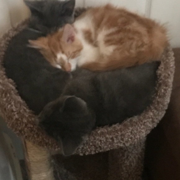 Profile Picture of Sherica Stockling (@sherica6666) on Poshmark