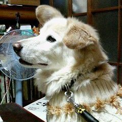 Profile Picture of よし (@yoshi_hukki) on Twitter