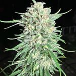 Dubiels - Instagram Profile Picture of Dubiels (@thedubiel) on Instagram