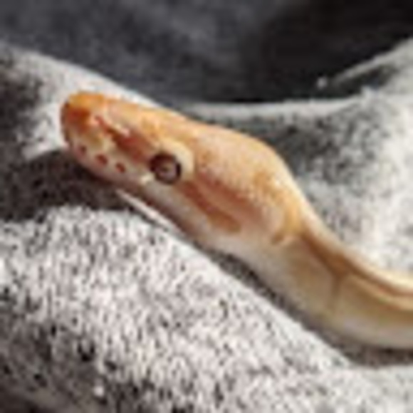 Profile Picture of Lily Canote (@lilycanote) on Poshmark