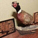 Profile Picture of Richard Pheasant (@richardthebird) on Instagram