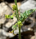 Profile Picture of Tragia ramosaon Wikipedia