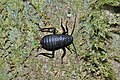 Profile Picture of Blattoideaon Wikipedia
