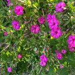 Profile Picture of Hettie Bennett (@hettieben) on Instagram