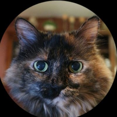 Profile Picture of The Kitty Corp (@thekittycorp33) on Twitter