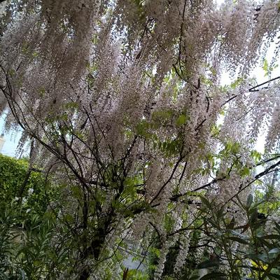 Profile Picture of Patricia Couture (@Couture30Pat) on Twitter