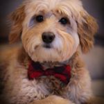 Profile Picture of Shari Lambert (@noodledoodlegumdrop) on Instagram