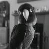 Profile Picture of Raymond The Bird (@@nakedraycm7) on Tiktok