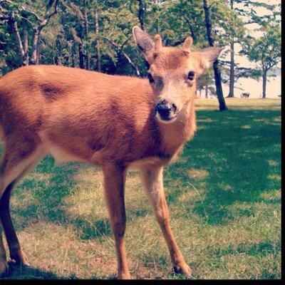 Profile Picture of Tyler Treadwell (@petallamalater) on Twitter