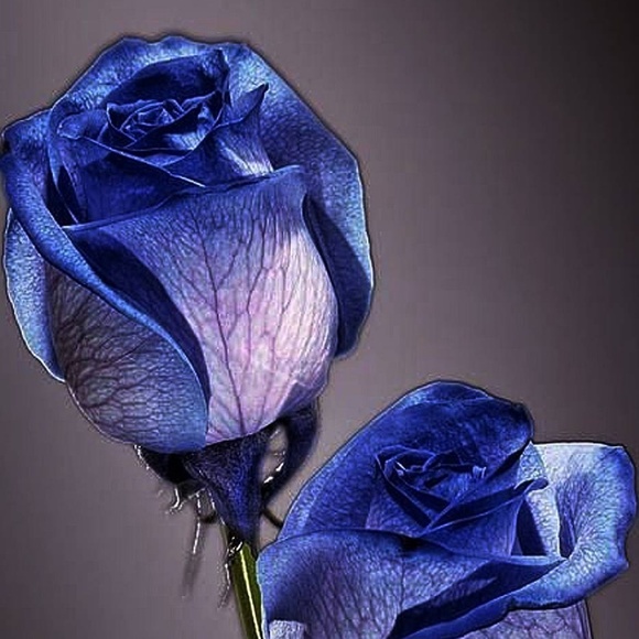 Profile Picture of Ann Labaire (@annlabaire) on Poshmark