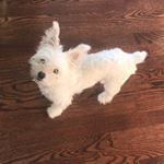 Profile Picture of Leo Mercer (@the0fficalleothedog) on Instagram