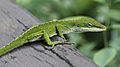 Profile Picture of Anolis carolinensison Wikipedia