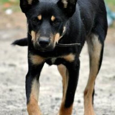 Peter Butterfield - Twitter Profile Picture of Peter Butterfield (@peter_bfield) on Twitter