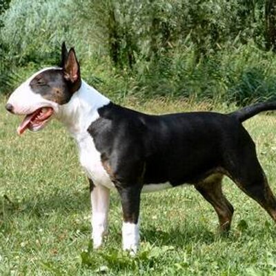 Profile Picture of Nicolas Cerda (@nicolascerda1) on Twitter