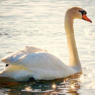 Profile Picture of Ifigenia Martín Andrade (@IfigeniaMartin) on Twitter