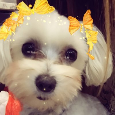 Profile Picture of Katie Eng (@katieeng_) on Twitter