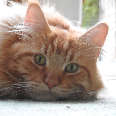 Profile Picture of Dave The Cat (@Davethecat5) on Twitter