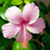 Profile Picture of M.haroon Asif (@haroonasif) on Flickr