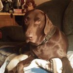 Profile Picture of Scott Hallberg (@stumpycatfishkiller) on Instagram