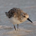 Profile Picture of Joseph Uhl (@joeuhl21) on Instagram