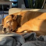 Profile Picture of Chad Lutz (@classic_chaaadillac) on Instagram