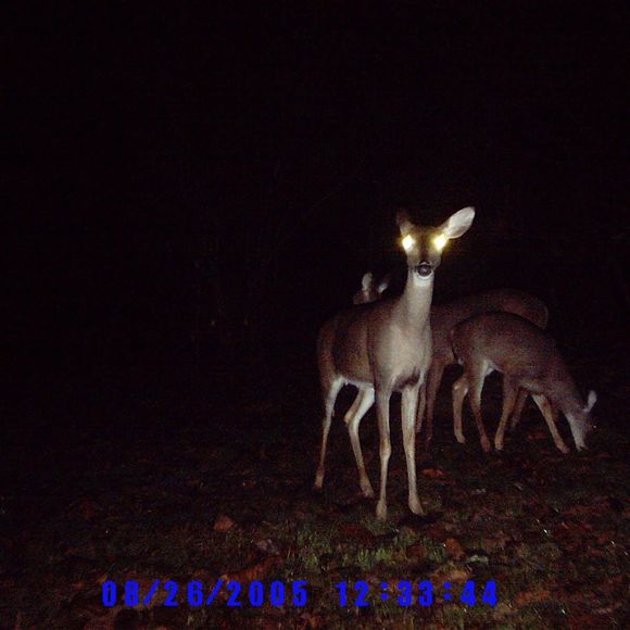 Profile Picture of Richard Greyson (@greysonrp) on Poshmark