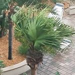 Profile Picture of tristan sharp (@tristan.s.s.s) on Instagram