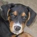 Profile Picture of Carla Harrold (@chic89) on Pinterest