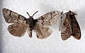 Profile Picture of Dasychira grisefactaon Wikipedia